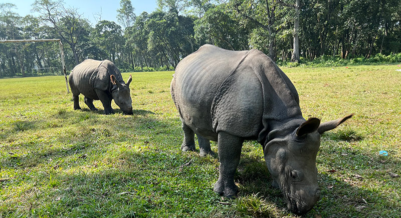 One horn Rhinoceros