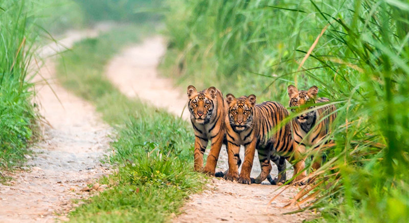 Cub at Chitwan National Park