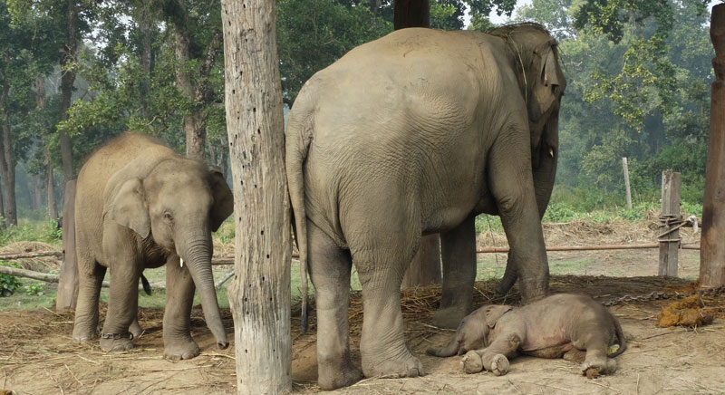 Chitwan Elephant breeding center