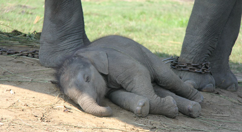 Chitwan Elephant breeding center