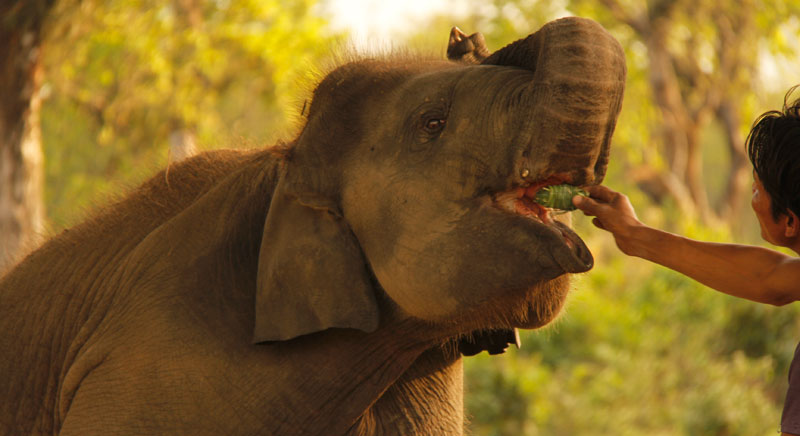 Chitwan Elephant breeding center