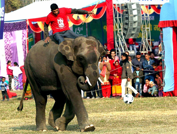 Elephant Football