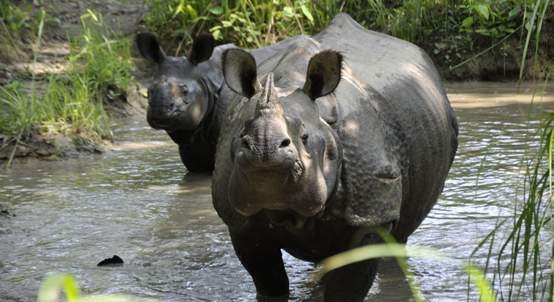 One horn rhinoceros