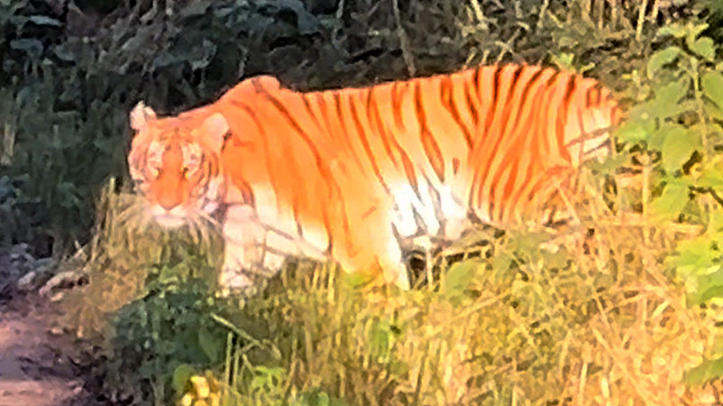 Royal Bengal Tiger