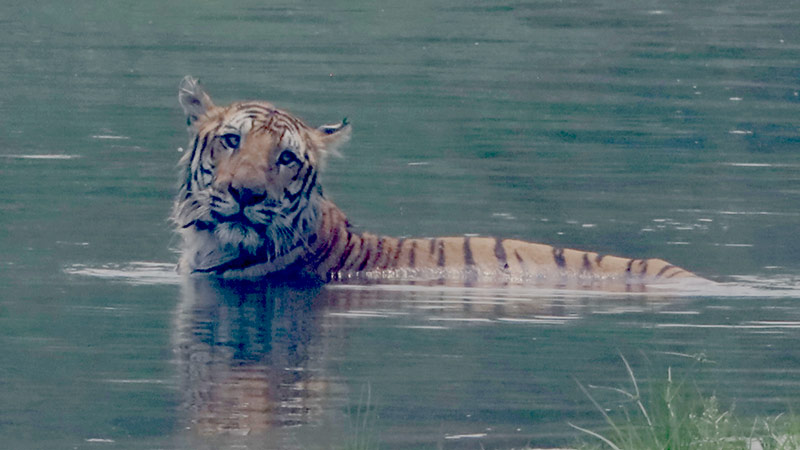 Royal Bengal Tiger