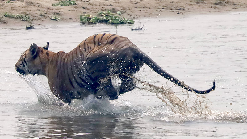 Royal Bengal Tiger