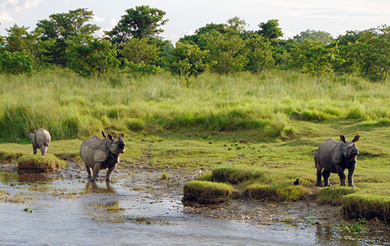 Chitwan tour price thumbnail