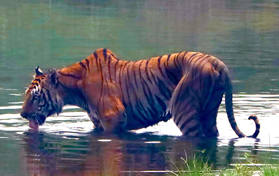 Royal Bengal Tiger